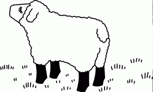 sheep
